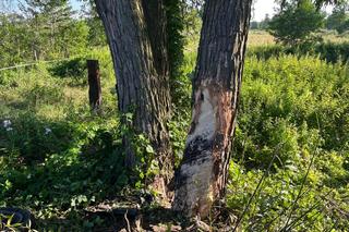 Dwaj młodzi mężczyźni nie żyją. Seat roztrzaskał się na drzewie