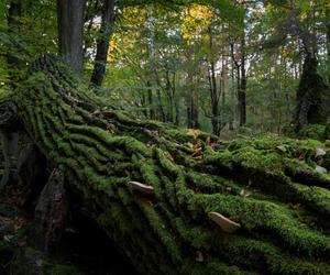 KAMPINOSKI PARK NARODOWY