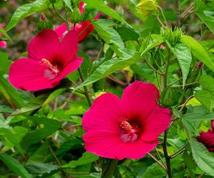 Hibiskus bagienny