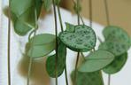 Ceropegia Wooda