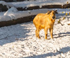 Zima w zoo we Wrocławiu. Zobacz, jak zwierzaki radzą sobie w chłodne dni 