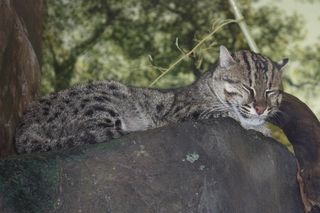 Taraje