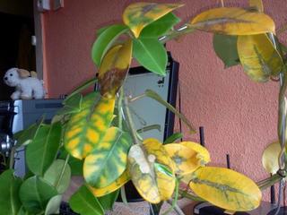 Hoya carnosa: opadają liście i kwiaty