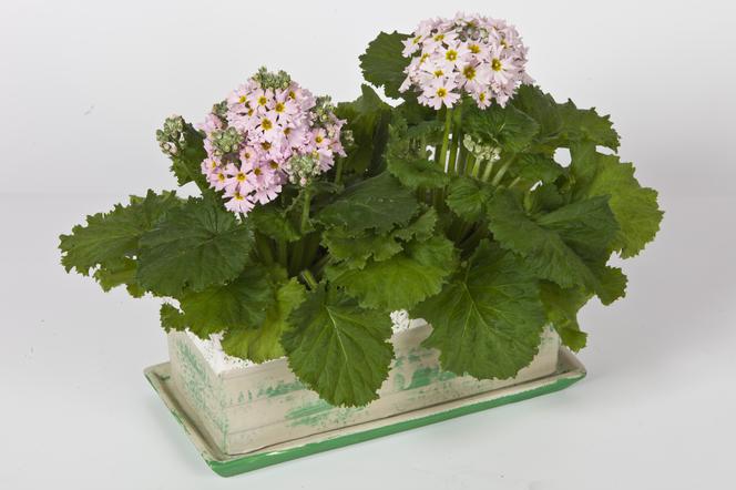 Pierwiosnek ślimakowaty = P.  miękki - Primula malacoides