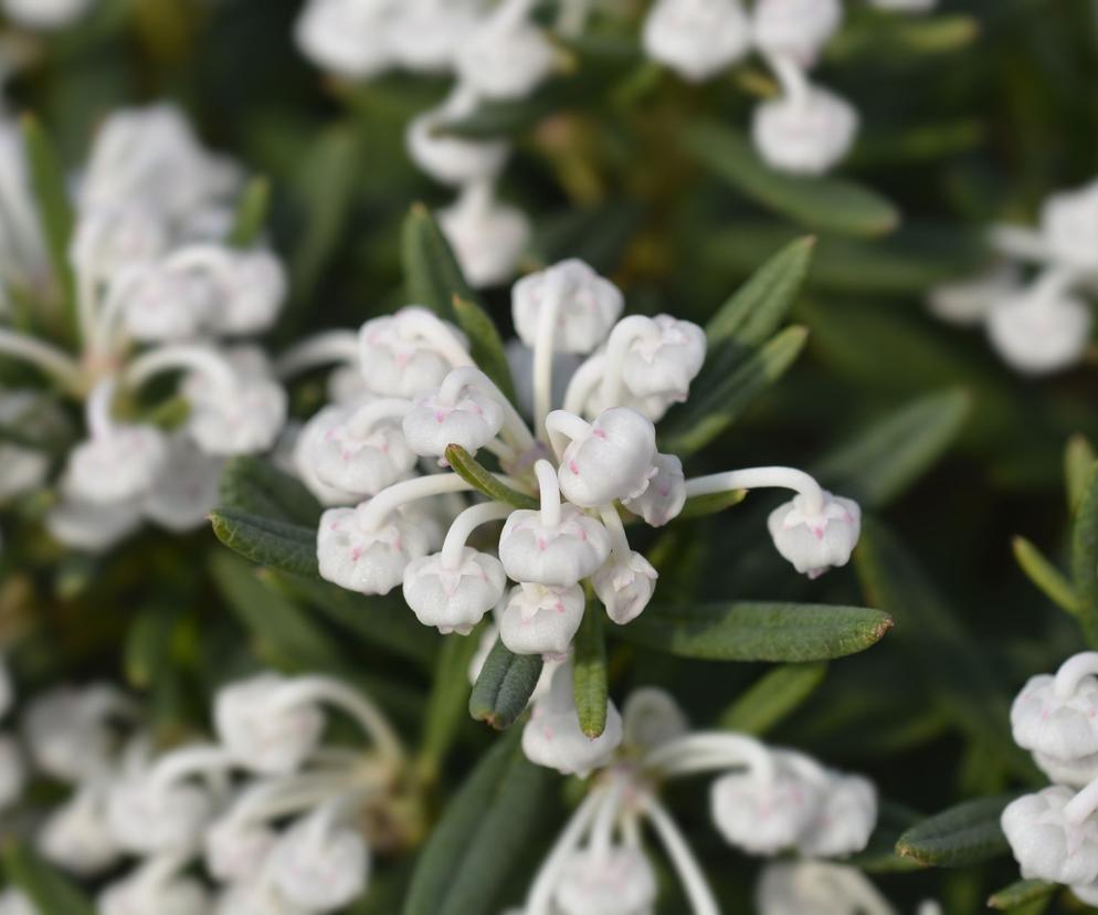 Modrzewnica pospolita ‘Compacta’ 
