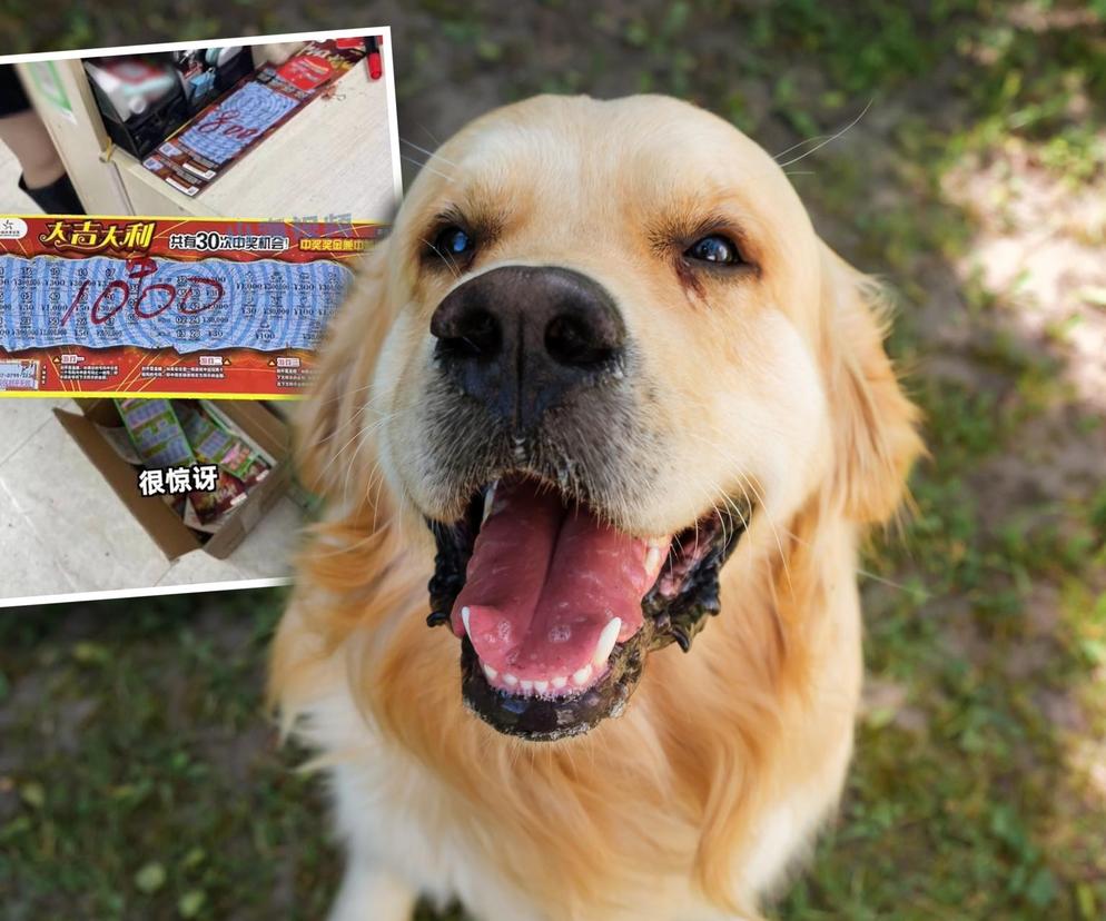Szok! Pies wygrał na loterii. Zwycięski kupon wybrał w sklepie