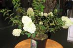 Hortensja bukietowa 'Rensun' PBR