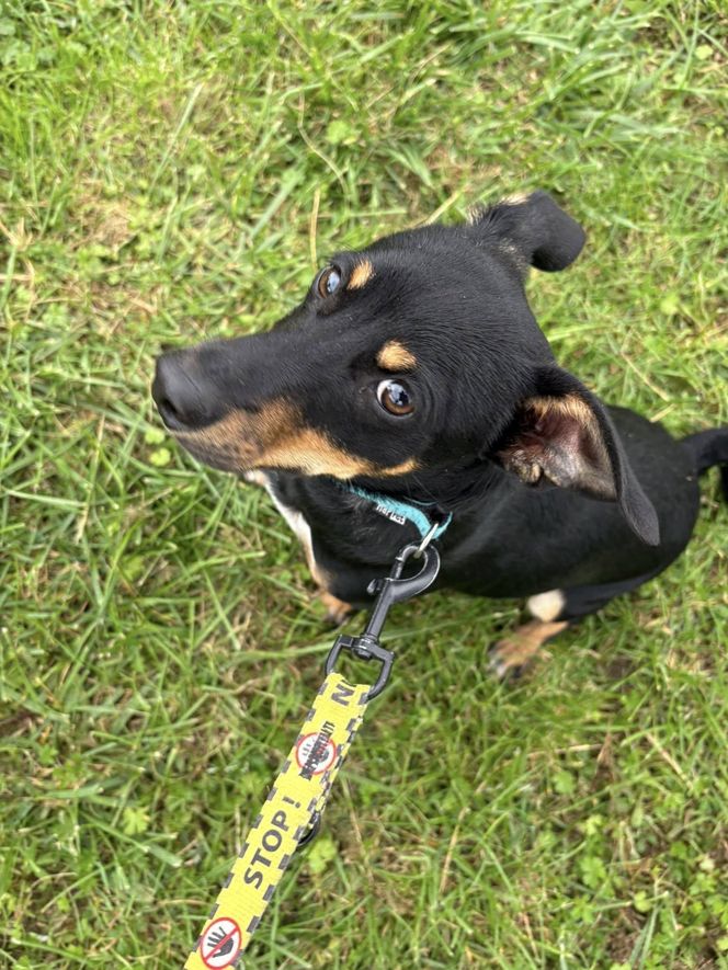 Tak dużo kotów dawno tam nie było. Schronisko w Henrykowie koło Leszna zaprasza na dni otwarte