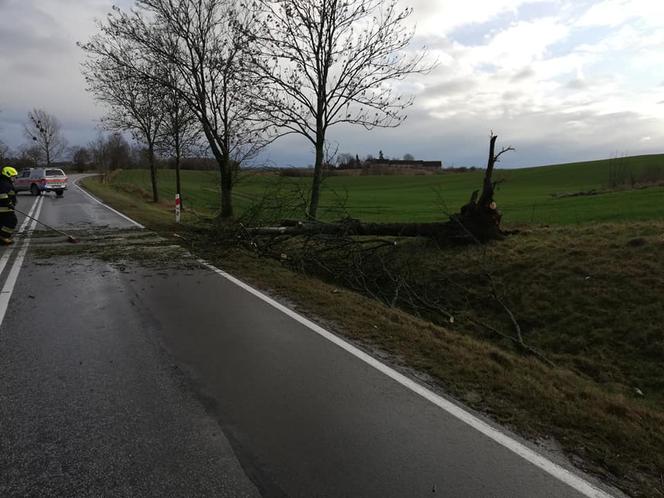 Wichura na Warmii i Mazurach. Silny wiatr łamał drzewa