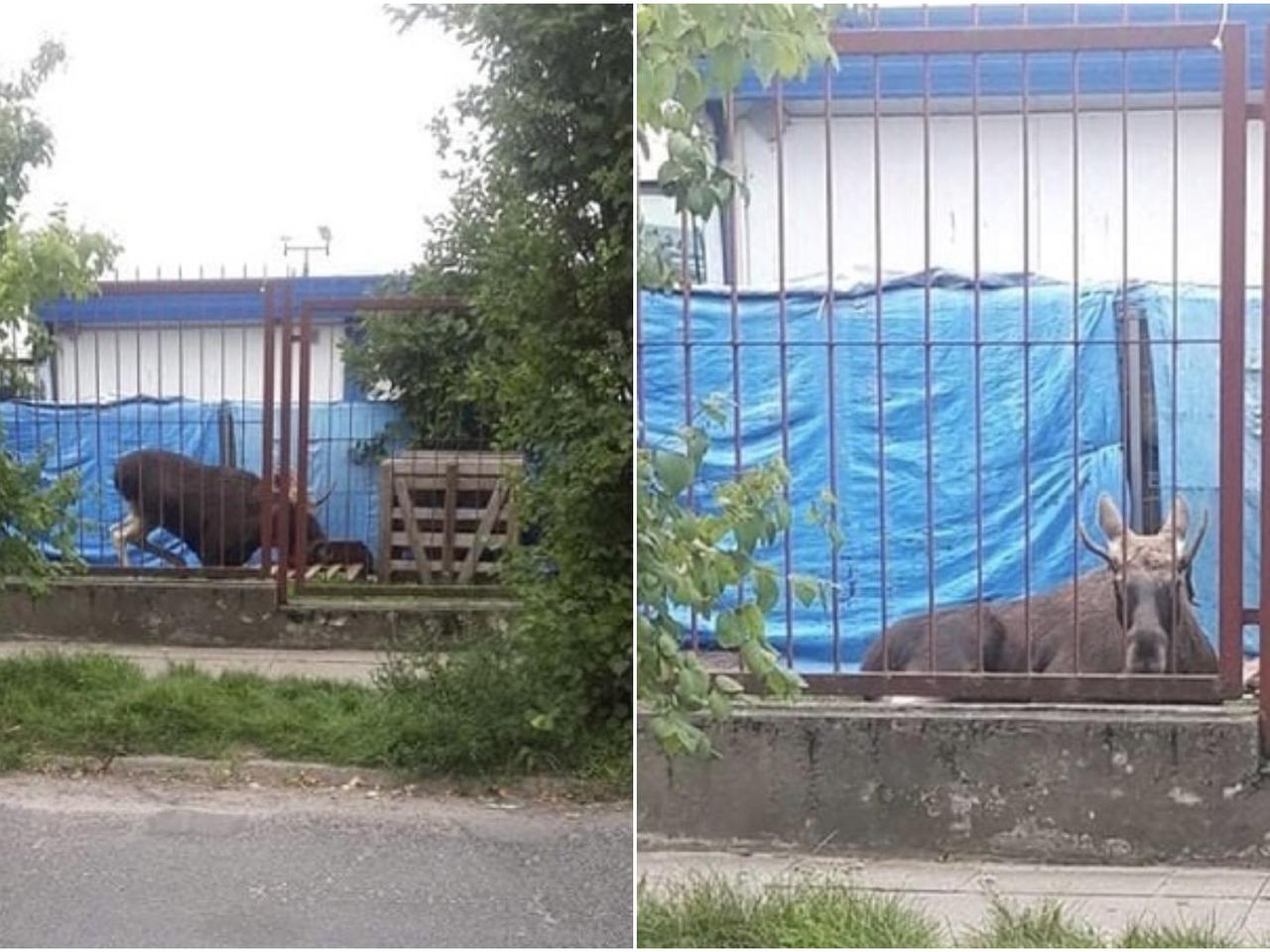 Łoś na ulicach Płocka! Na miejscu lekarz weterynarii [ZDJĘCIA, AKTUALIZACJA]