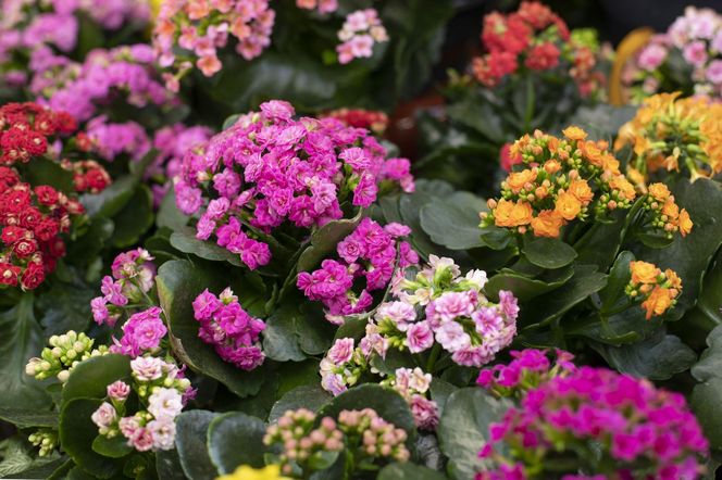 Kalanchoe Blossfelda