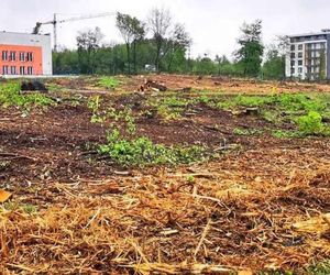 Chorzowska prokuratura bada sprawę kontrowersyjnej wycinki przy Parku Śląskim 