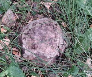 Niezwykłe znalezisko w centrum Poznania - to egzemplarz rzadkiego grzyba - Grzybogwiazda