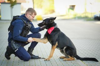 Policyjny pies Niko ratuje życie! Oddał krew dla chorego czworonoga