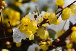 Kwiaty, które kwitną zimą