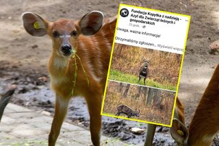 Dzikie zwierzę z Afryki w mazurskich lasach! Uciekło z safari