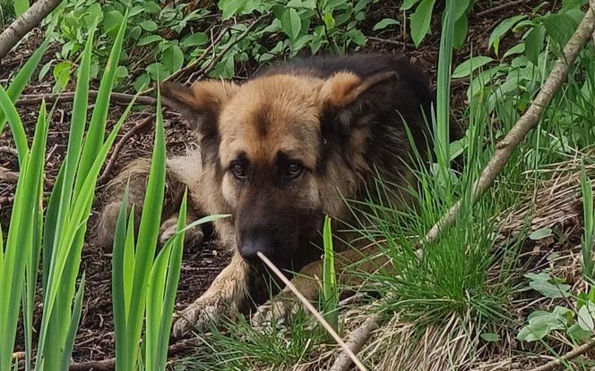 Nawet nie chce patrzeć w kierunku ludzi! Staś został znaleziony na bagnach, gdy walczył o życie [ZDJĘCIA]
