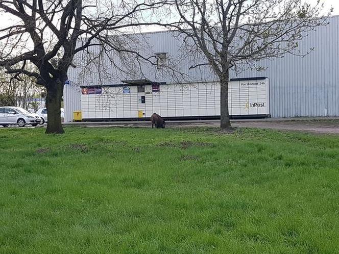 Dziki na toruńskim Rubinkowie. Beztrosko biegały po okolicy