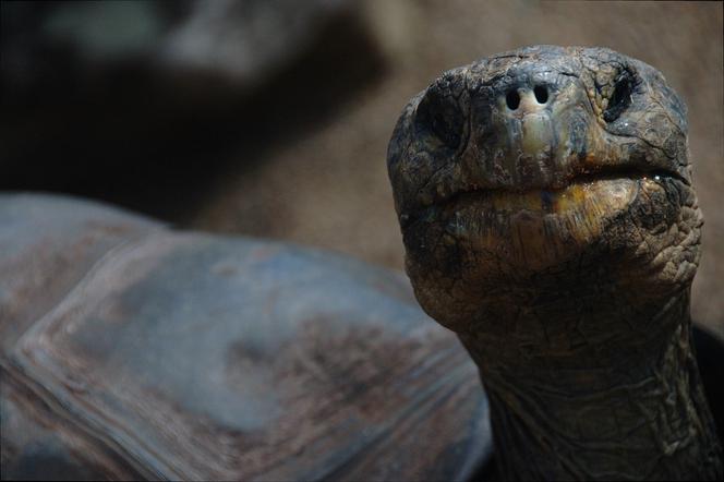 Niebezpieczny żółw porzucony w stawie ma nowy dom, ale w zamknięciu! [AUDIO]