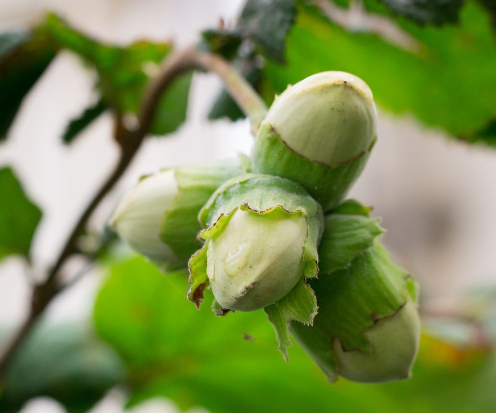 Zazwyczaj jesteśmy na niego narażeni w lutym, ale gdy zima nie jest mroźna, może być dokuczliwy już w styczniu. 