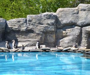 Chętni na spotkanie z pingwinami? Znów czekają na odwiedzających w śląskim zoo