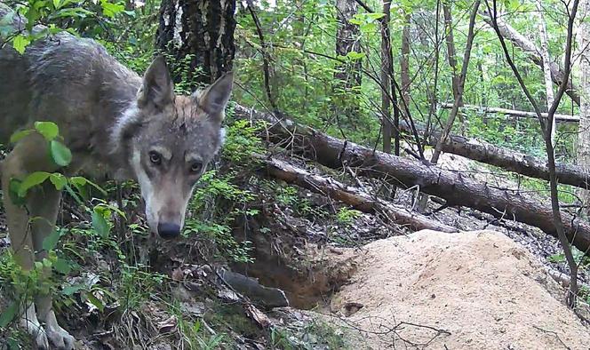 Małe wilki wyszły z nory i poznają las pod Częstochową