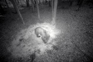 W Puszczy Knyszyńskiej pojawił się niedźwiedź. Ludzie się boją