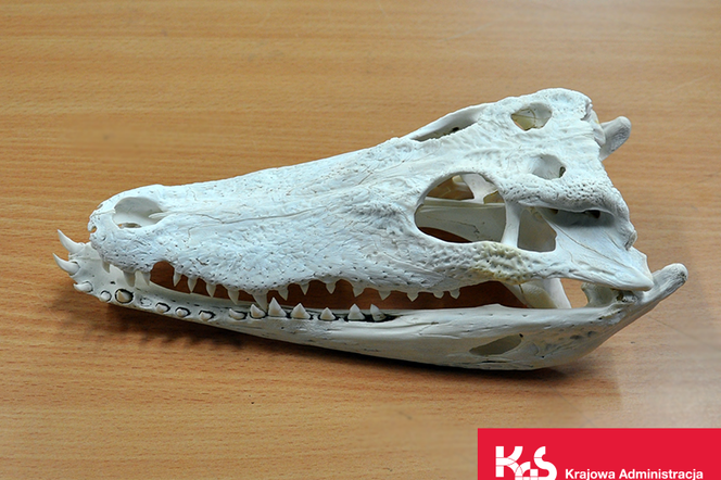 Mazowiecka KAS udaremniła próbę przemytu. W paczce z Chin miał być model czaszki krokodyla. Czaszka była prawdziwa!