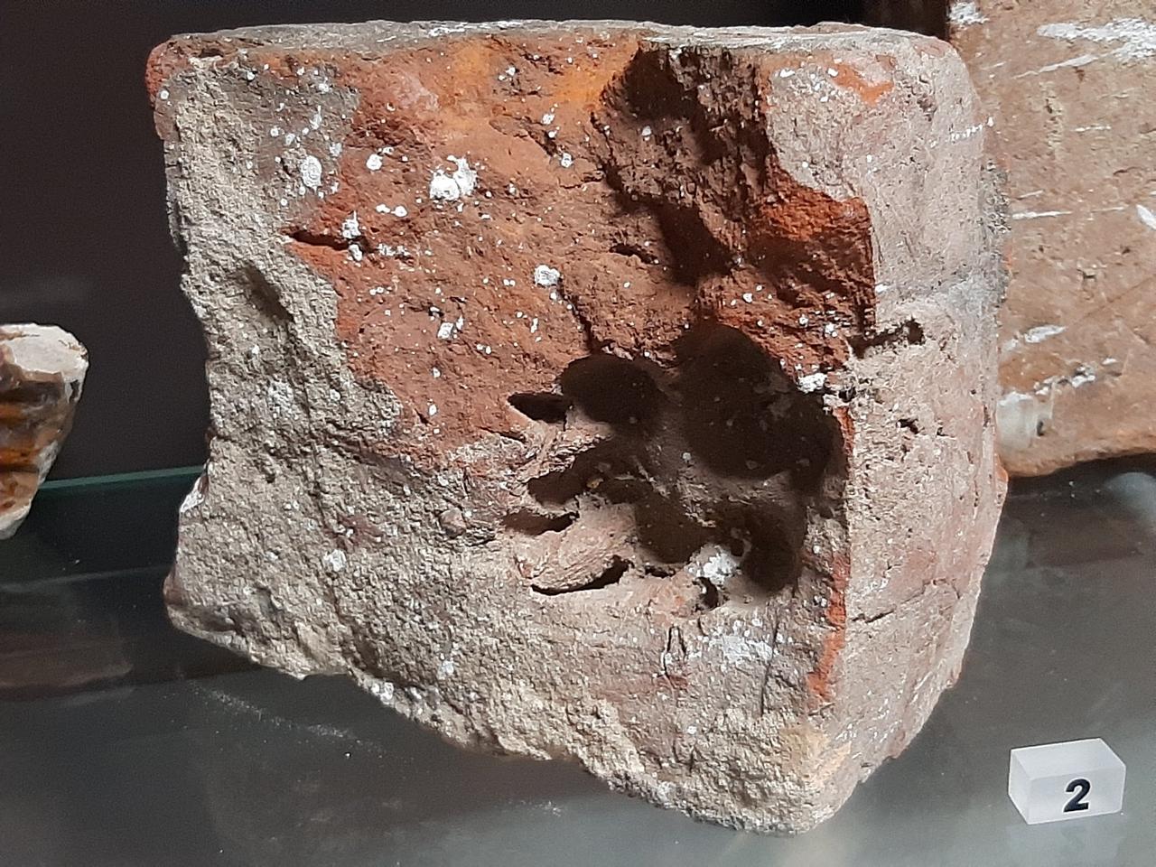 Płock. Odcisk łapy sprzed ok. 500 lat! Do jakiego zwierzęcia należał? [ZDJĘCIA]