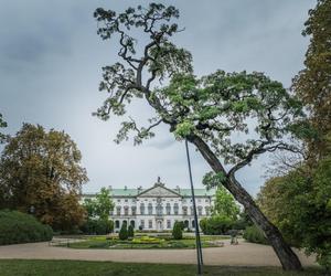 Ruszyło głosowanie na Warszawskie Drzewo Roku 2024