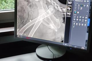 Ktoś strzelił do psa z wiatrówki. Wrocławska Ekostraż apeluje o wsparcie dla Kevli 