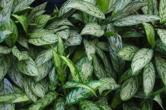 Aglonema - Aglaonema