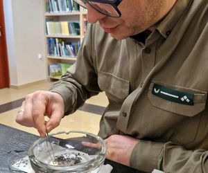 Leśnicy wyłapują groźne owady