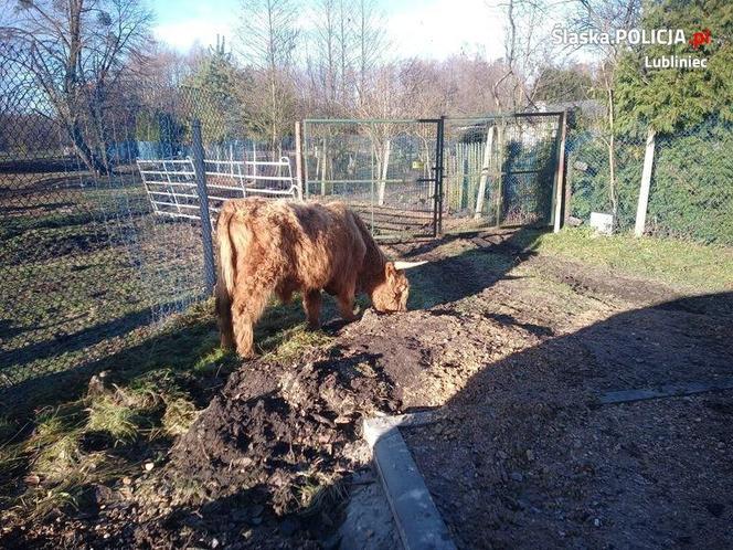 Byk Maciuś na gigancie