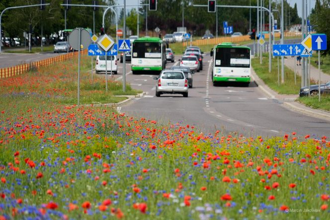 Łąki kwietne w Białymstoku 2025