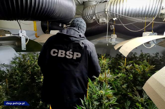 CBŚP zlikwidowało w Łódzkiem OGROMNĄ plantację marihuany