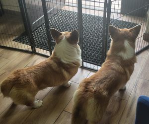 Pierwsza w Polsce kawiarnia z psami Corgi