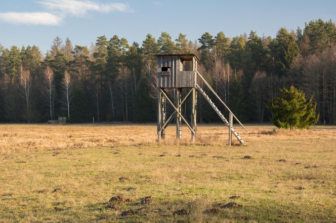 Puszcza Białowieska – ostatnia taka puszcza w Europie