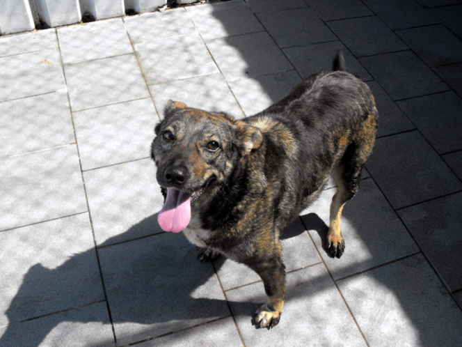 Psy z Radys już w Kędzierzynie-Koźlu! Możesz je adoptować