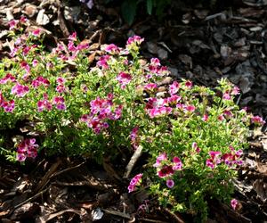 Pelargonia angielska