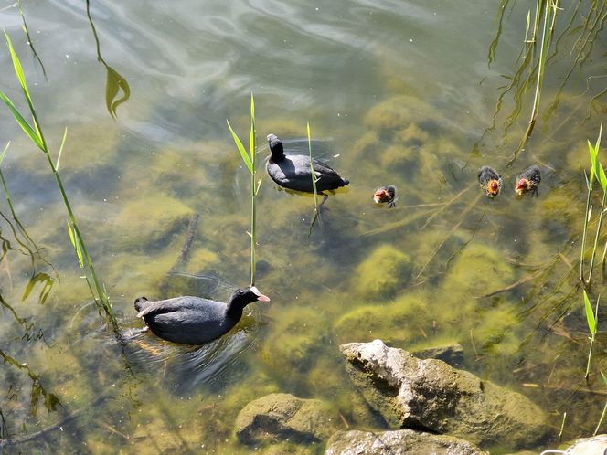 Ptasi Bufet nad bydgoskim Balatonem. Tak mieszkańcy karmią z głową!