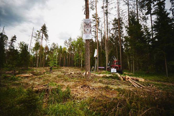 Greenpeace Polska blokuje wycinkę drzew