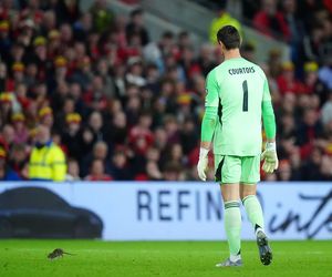 Courtois okiełznał szczura