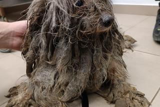 Suczka miała pancerz z dredów! Wszyscy byli w szoku. Szukamy sprawcy [ZDJĘCIA]