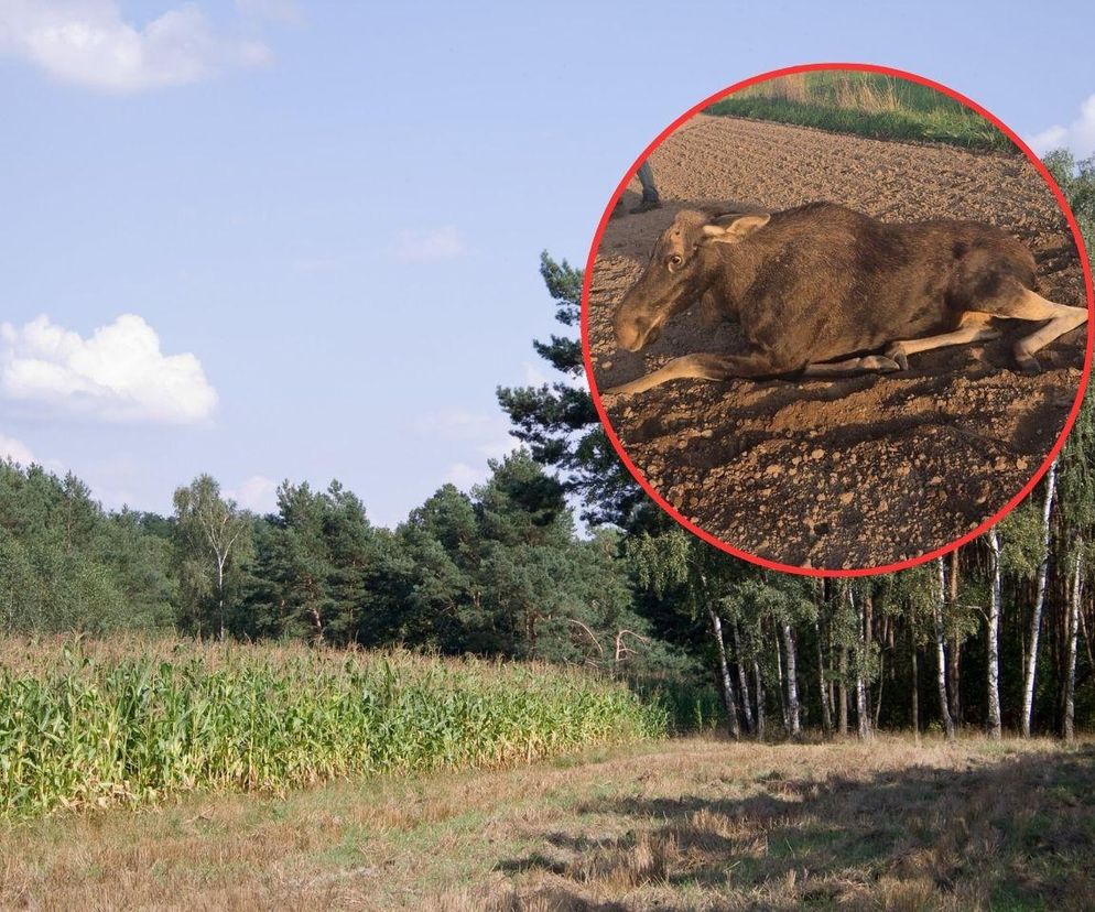 Dramat na Podlasiu. Postrzelone zwierzę konało całą noc