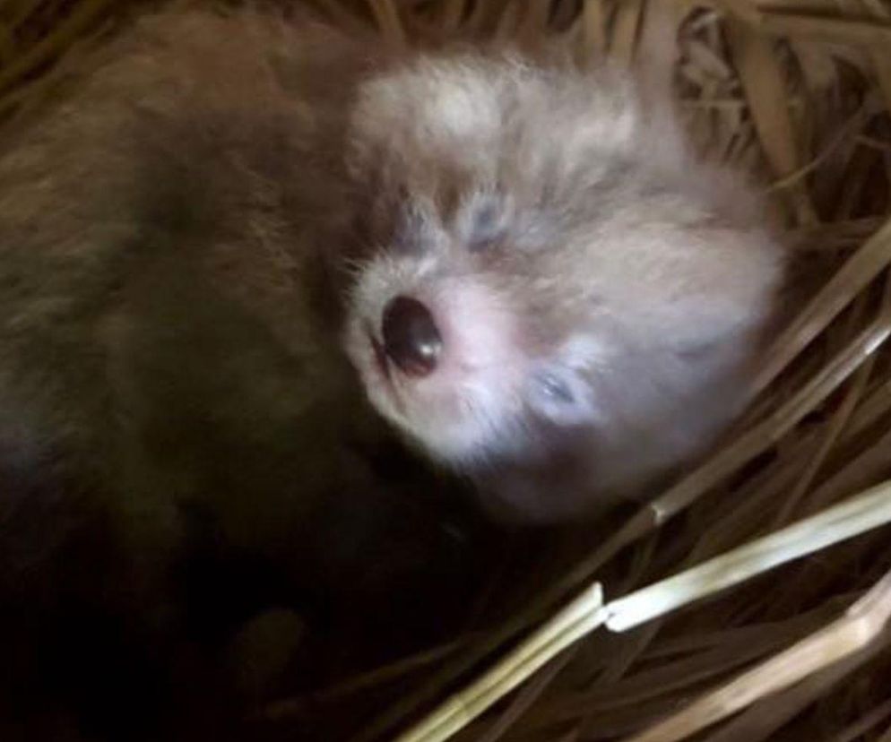 Wielka radość z pandy małej. W Orientarium Zoo Łódź na świat przyszedł trzeci potomek Ofelii i Otella