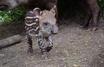 Oto bulwa - mały tapirek, który urodził się w poznańskim zoo