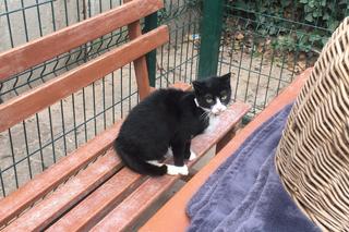 Bydgoskie schronisko znajduje się przy ul. Grunwaldzkiej