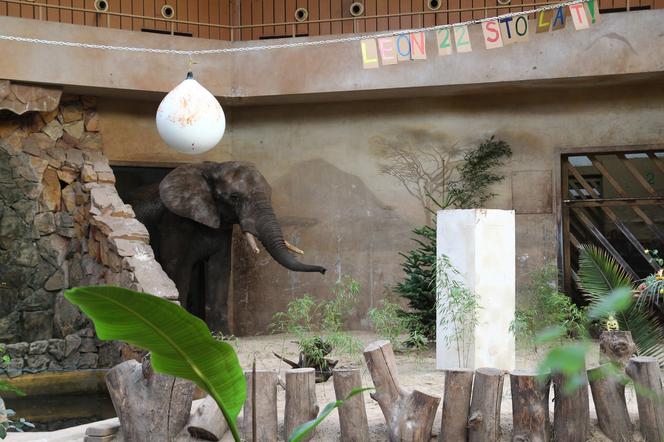 Urodziny słonia Leona