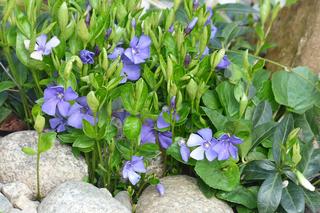 Kwiaty, które nie potrzebują słońca. Jakie wybrać na zacieniony balkon?